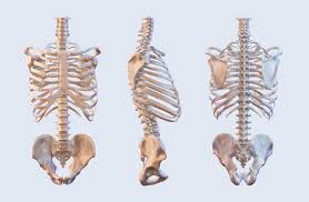 It provides structure to the this science quiz game will help you learn 15 of the most important bones. Human Skeleton Vertebrae Anatomy Spine Vertebral Rib Cage Hip Sacrum Bones Lateral And Anterior View 3d Illustration Stock Illustration Adobe Stock