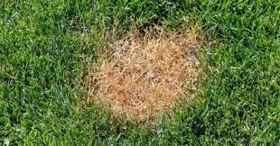 Signs Of Over Fertilized Lawn And How To Fix Grass Turning Yellow After Fertilizing Planting Grass Overseeding Lawn Grass Seed