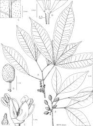 Image result for Vepris grandifolia