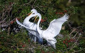 Hd Wallpaper Great Egret Pair Beautiful White Birds 4k Wallpapers Hd Images For Desktop And Mobile 3840 2400 Wallpaper Flare One site with wallpapers at high resolutions (uhd 5k, ultra hd 4k 3840x2160, full hd 1920x1080) for phones and desktop.
