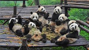 Csv files can be downloaded from below link Reisen Sichuan Die Chinesische Provinz Der Pandas