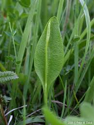 Image result for Ophioglossum thomasii