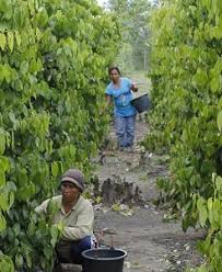 Cara penanaman biasa lada hitam. Sejahtera Karena Budidaya Tanaman Lada Di Lahan Sempit