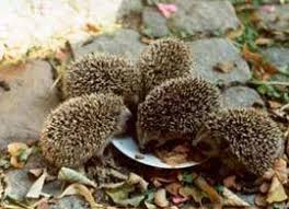 Zufuttern Im Herbst Igel Im Garten Herbst Hunderassen Kleine Hunde