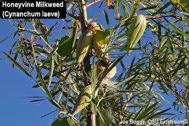 Milkweed Seed Pods Hanging In The Air Bygl