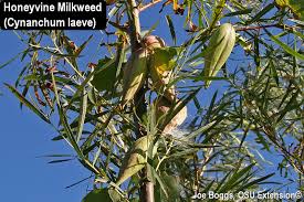 In fact, it seems to promote a weak second flowering. Milkweed Seed Pods Hanging In The Air Bygl