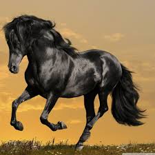 Black Horse Running Hd Desktop Wallpaper Widescreen High Definition Fullscreen Mobile Horses Black Horse Horse Wallpaper