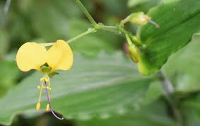 Image result for Stanfieldiella imperforata