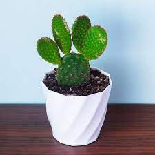 Regular price sale price €35,00. Well Watered Optunia Bunny Ears Cactus Plant Rs 120 Pc Mainaam Garden Id 21414136873