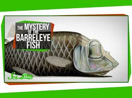 The Mystery Of The Barreleye Fish Weird Animals Deep Sea Creatures Mystery