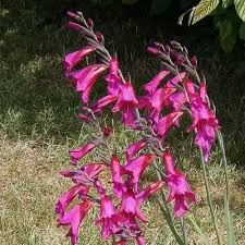 Image result for Gladiolus zambesiacus