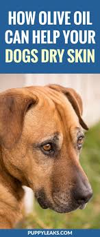 For example, a particularly warm environment can dry out your dog's skin very quickly. Can Olive Oil Help Your Dogs Dry Skin Dog Dry Skin Dog Dry Skin Remedy Dry Skin Remedies