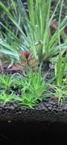 Image result for Eriocaulon truncatum