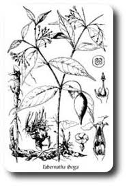 Image result for Tabernanthe elliptica