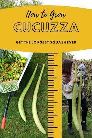 Découvrez la vraie pizza italienne. How To Grow Cucuzza Get The Longest Squash Ever Green Thumb Kitchen