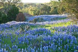 Texas bluebonnets cover texas fields with a blanket of blue in spring. Where To Find The Best Bloomin Bluebonnets In Dfw Dfwchild