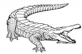 For boys and girls, kids and adults, teenagers and toddlers, preschoolers and older kids at school. Free Printable Alligator Coloring Pages For Kids Malvorlagen Tiere Kostenlose Ausmalbilder Malvorlagen