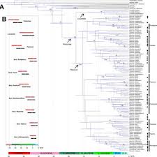 Image result for Panicum carneovaginatum