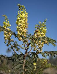Image result for Caesalpinia decapetala
