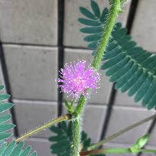 オジギソウ 植物図鑑 エバーグリーン