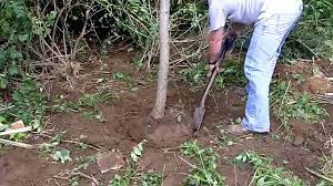 Tree Stump Removal Landscape Bar And Nursery Spade Is All You Need Stump Removal Tree Stump Stumped
