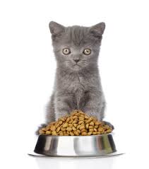 After that, two to four meals a day are recommended. Cat Feeding Guide How Much How Often To Feed Kittens Adult Cats