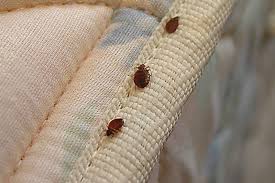The landlord or the tenant? St John S Ranks Number 5 On Orkin Canada S Top 25 Bed Bug Cities Local News The Telegram