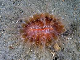 Image result for Sclerochiton nitidus