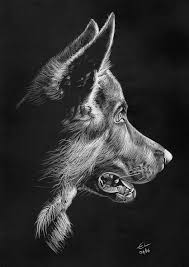 Black And White Art Drawings German Shepard Puppy White Pencil On Black Paper Black And White Art Drawing Black Paper Black Paper Drawing