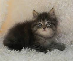 Buy and sell maine coons kittens & cats uk with freeads classifieds. Maine Coon Kittens For Sale In Medina Ohio Classified Americanlisted Com