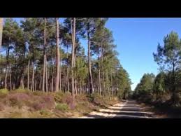 Passer ses vacances dans les landes, c'est avant tout profiter des. Foret De Pins Des Landes Youtube