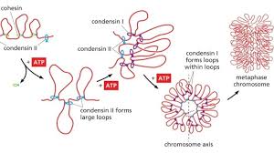 Margaret Terwilliger