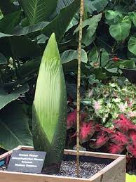 Our Titan Arum Or Corpse Garfield Park Conservatory Facebook