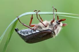 Festival de meikevers, belcrumhuis breda, 20:00. Dramatic Decline Of Insects Affects Netherlands Too Radboud University