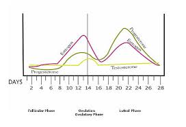 Hormone Imbalance Menstrual Cycles Hormone Testing