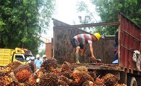 Info harga tbs kelapa sawit riau terbaru hari ini | periode oktober 2020 #adiviachannel #hargasawit #oktober silahkan. Berita Sawit Harga Sawit Jambi Periode 21 27 Mei 2021 Naik Rp 100 15 Kg