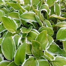 Check spelling or type a new query. Hosta Sieboldii Ginko Craig Acheter Des Plantes En Ligne