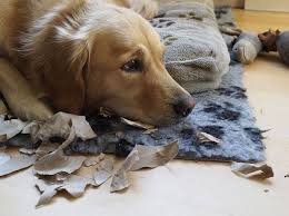 Habe einen 3 jahre alten malteser,seit 2 jahren pinkelt er in die wohnung(möbel) sobald er alleine ist. Hund Und Trennungsangst Symptome Und Ursachen