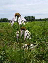 Image result for Distephanus divaricatus