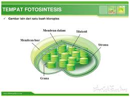 Fotosintesis ialah proses pembuatan makanan yang dilakukan oleh tumbuhan yang menggunakan air (h2o). Fotosintesis Pada Tumbuhan Ppt Download
