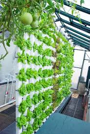The Best Hydroponic System Enjoy Fresh Produce Year Round Backyard Aquaponics Aquaponics Greenhouse Aquaponics Diy
