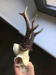 Couper les bâtonnets à la longueur voulue. Amelioration Massacre Chevreuil