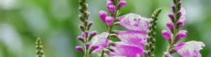 In most areas of texas, it is possible to have a fall vegetable garden also, but it will need to be managed somewhat differently than a spring garden. Obedient Plant Garden Style San Antonio