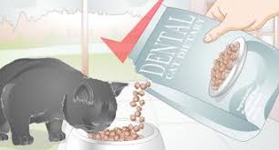We did not find results for: How To Clean A Cat S Teeth With Pictures Wikihow