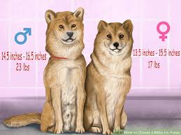 shiba inu puppies information goldenacresdogs com