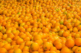نتیجه جستجوی لغت [oranges] در گوگل