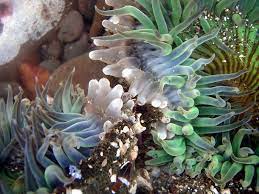 Pin By Pai Mutan On Tide Pool Sea Anemone Tide Pools Anemone