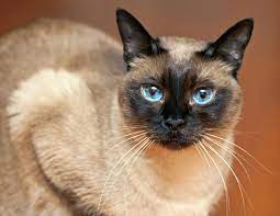 Life Span Of Siamese