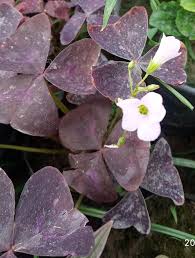 Image result for Triumfetta setulosa