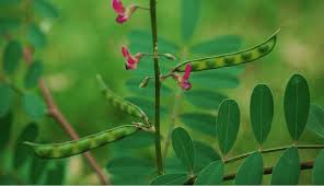 Image result for Tephrosia purpurea
